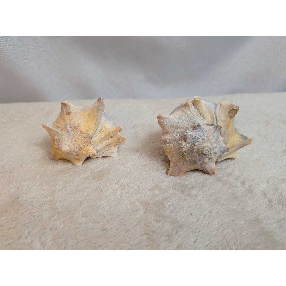 Lot of 2 Natural Sea Shells Conch Spiked Coastal Beach Decor Collection